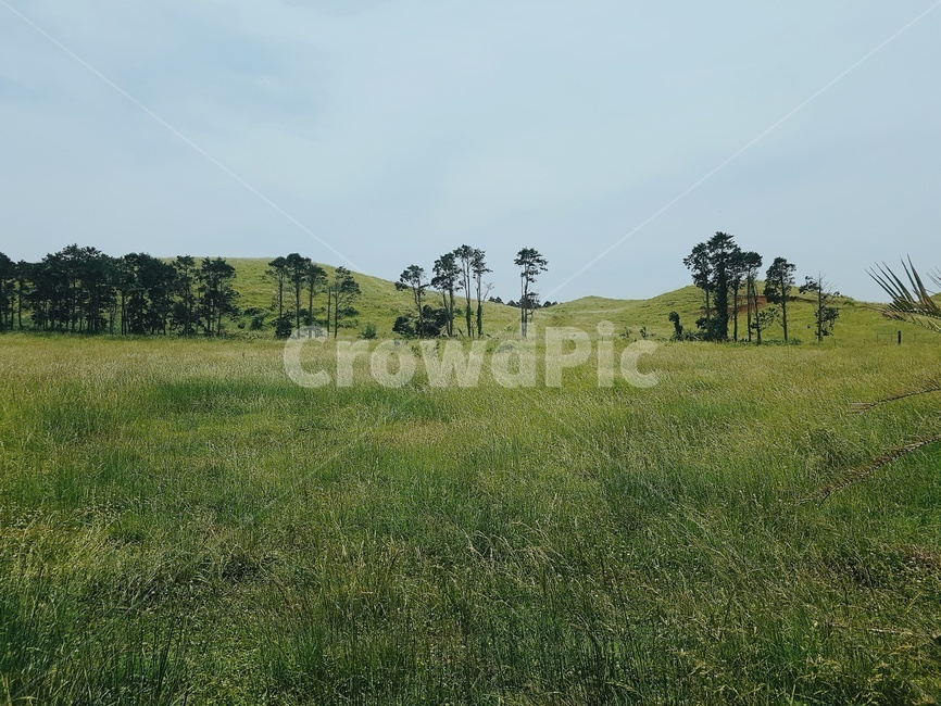 풀,제주도,풍경,하늘,나무,제주도풍경,풀숲,고화질,초고화질,자연,풍경,nature,landscape,outdoors,옥외,grassland,목초지,field,들