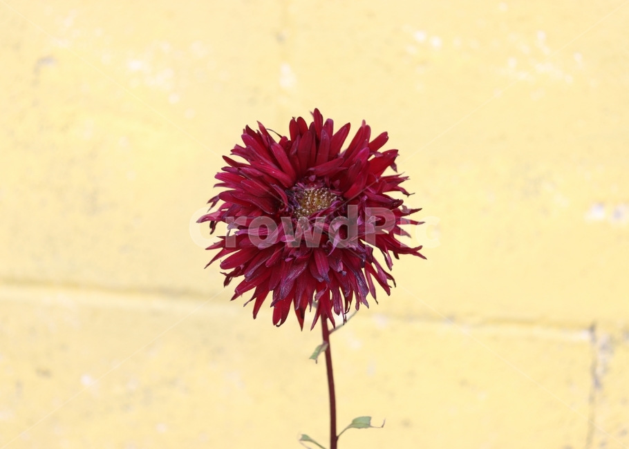 길거리꽃,붉은꽃,꽃한송이,한송이,홍화,식물,자연,plants,nature,꽃,flower