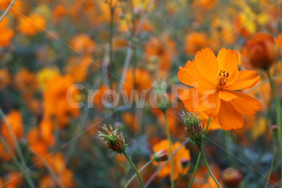 자연,꽃,식물,힐링,코스모스,가을,계절,fall,autumn,season,식물,자연,plants,nature,꽃,flower,plant,geranium,제라늄,blossom