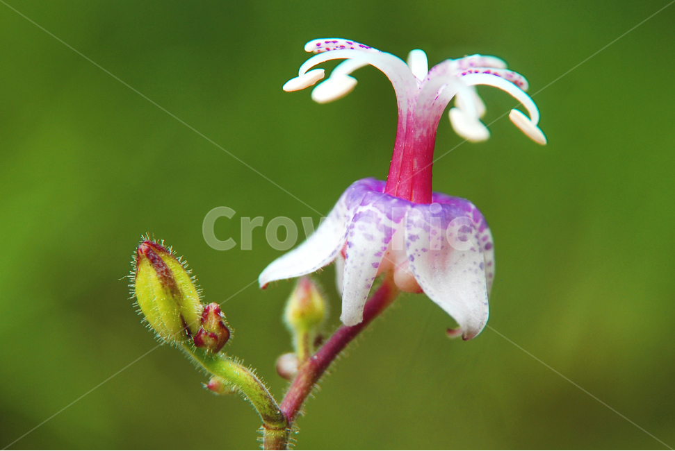 뻑꾹나리,백합과,여름꽃,야생화,여름야생화,식물,자연,plants,nature,꽃,flower