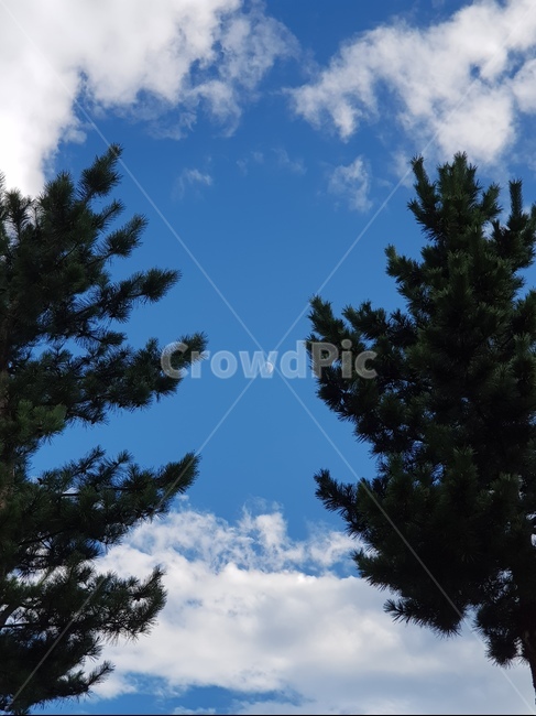 아비,abies,나무,tree,식물,plant,fir,전나무,달