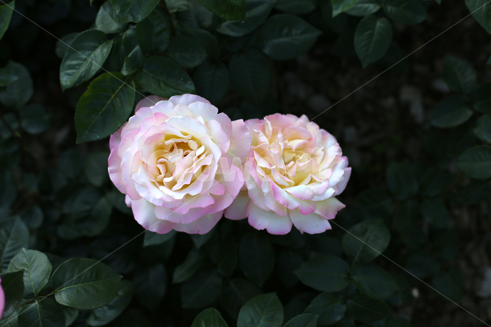 장미,꽃,rose,감성,flower,장미공원