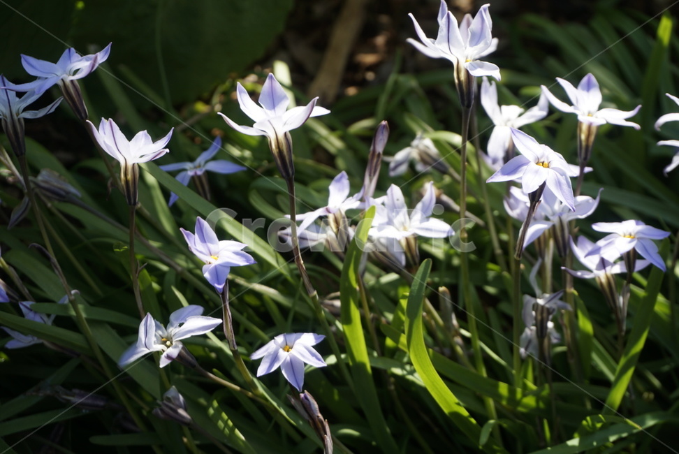 꽃,봄,식물,햇살,자연,식물,자연,plants,nature,꽃,flower