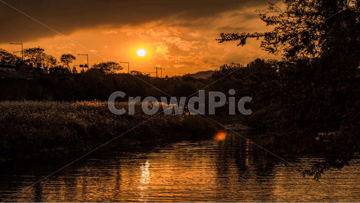 light,갈대밭,노을,빛,flare,플레어,한국,자연,한국자연경관,갈대,한국자연풍경,korea,nature,plant,식물,redsky,붉은하늘,dusk,황혼,sunset,일몰,sky,하늘,sunlight,햇빛,풍경,landscape,한강,서래섬,골든아워,자연,풍경,nature,landscape