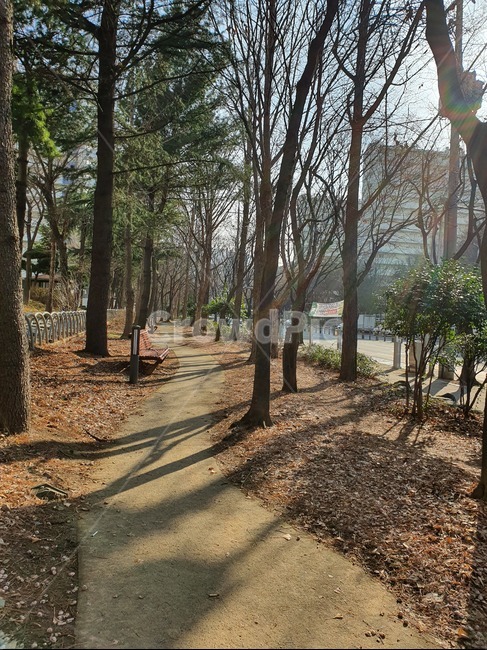 tree,나무,plant,식물,treetrunk,바닥,ground,나무줄기