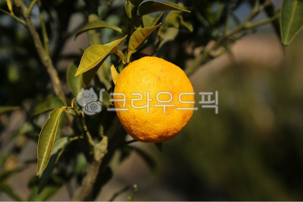 Citron,citron tree,citrus fruits,Fruit,fruit,plant,citron fruit,food