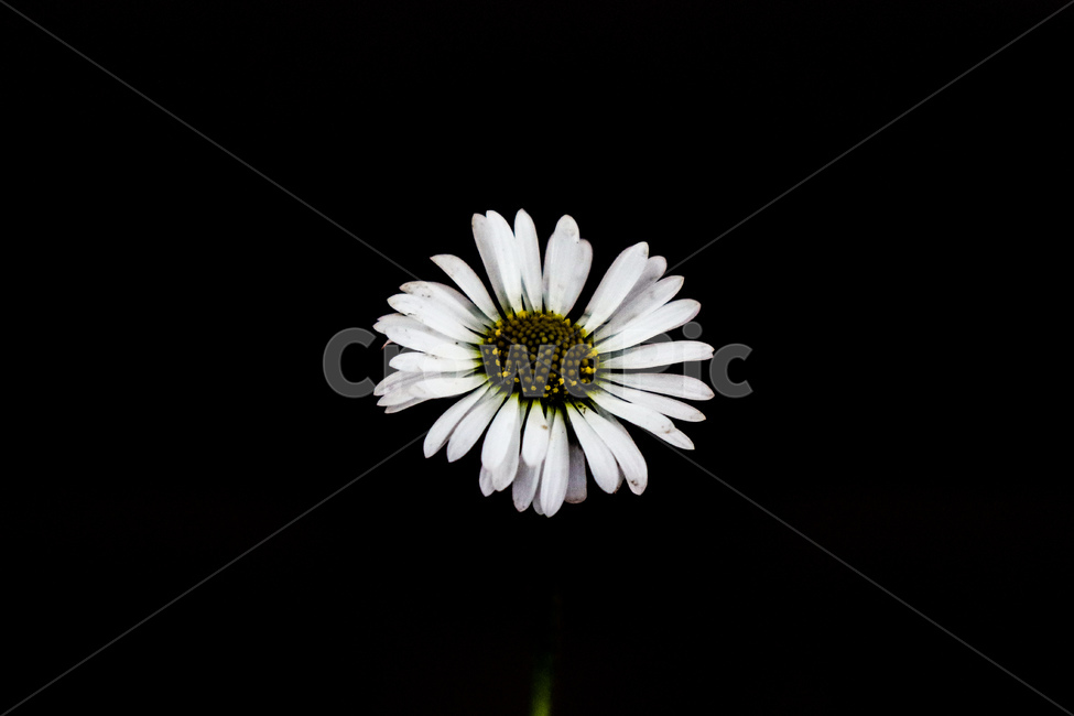 daisies,꽃,식물,daisy,flower,식물,자연,plants,nature,꽃,flower