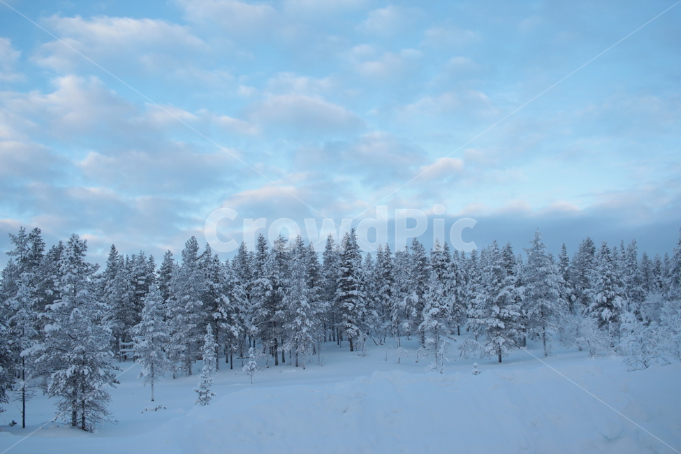 이정표,핀란드,사리셀카,침엽수림,자작나무,라플란드,설원,finland,겨울,계절,winter,season,자연,풍경,nature,landscape,해외,외국,세계,foreign,oversea,world,세계자연풍경,해외자연풍경,외국자연풍경,world nature landscape,tree,나무,plant,식물,abies,아비,fir,전나무,outdoors,옥외
