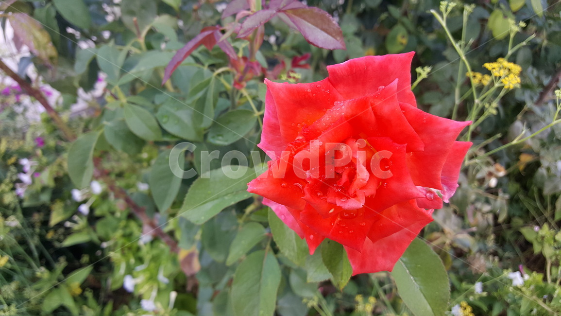 rose,장미,blossom,plant,식물,flower,꽃,식물,자연,plants,nature,꽃,flower