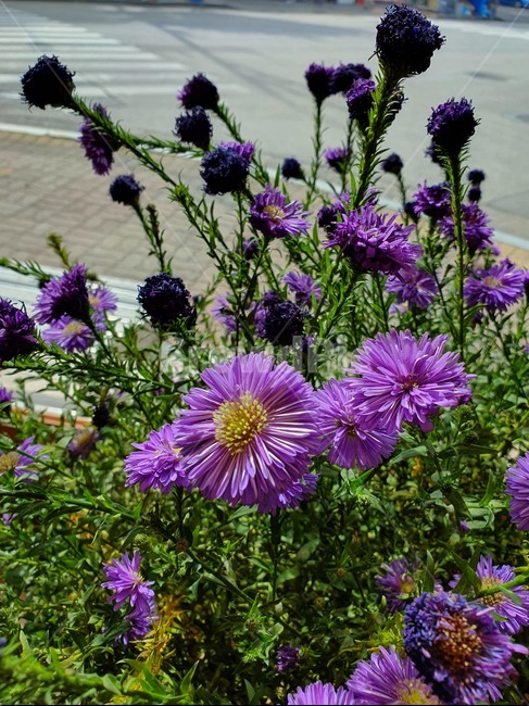 식물,plant,flower,꽃,blossom,보라,국화,풍경,가을,오후
