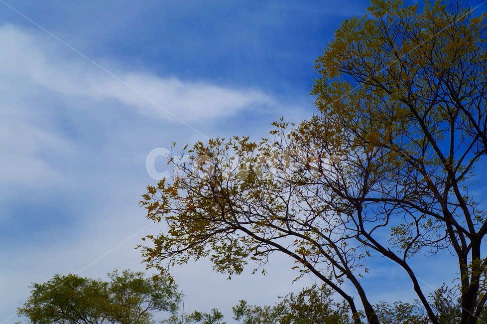 가을,파란하늘,청정,자연,나무,가을,계절,fall,autumn,season