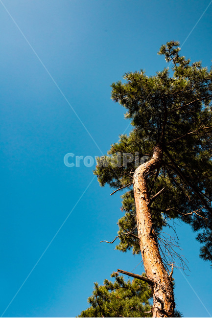 나무,소나무,자연,식물,pine,tree,하늘,식물,자연,plants,nature,나무,trees,wood