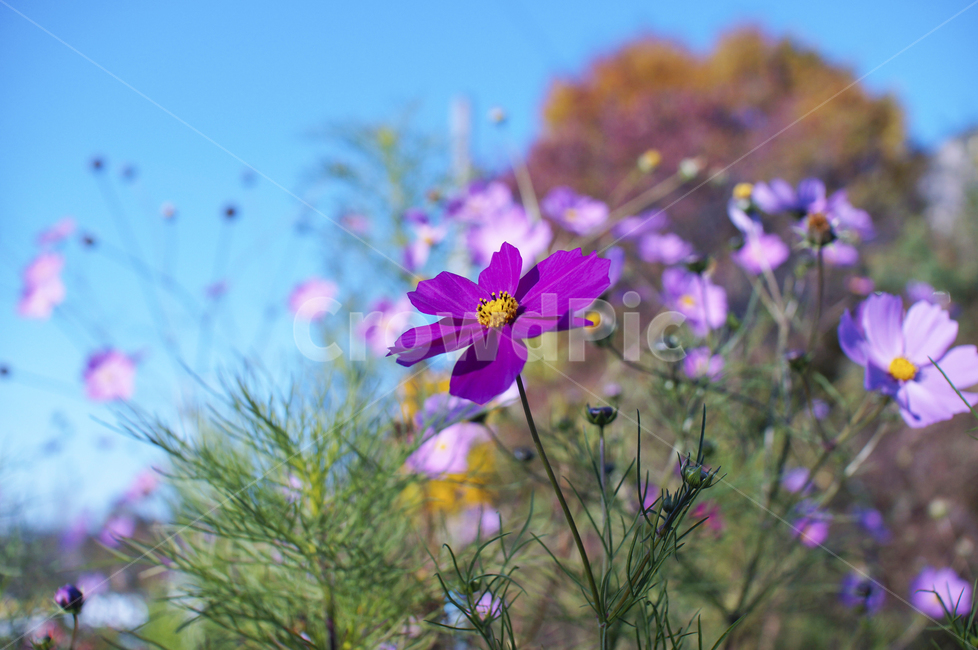 가을,감성,풍경,코스모스,geranium,제라늄,flower,꽃,blossom,plant,식물,식물,자연,plants,nature,꽃,flower