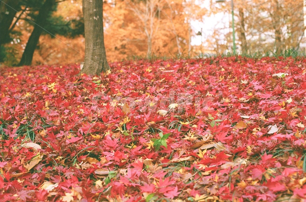 가을,단풍,단풍잎,잎,maple,fall,필름카메라,한국자연풍경,나무,식물,붉은,leaf,plant,tree,아날로그