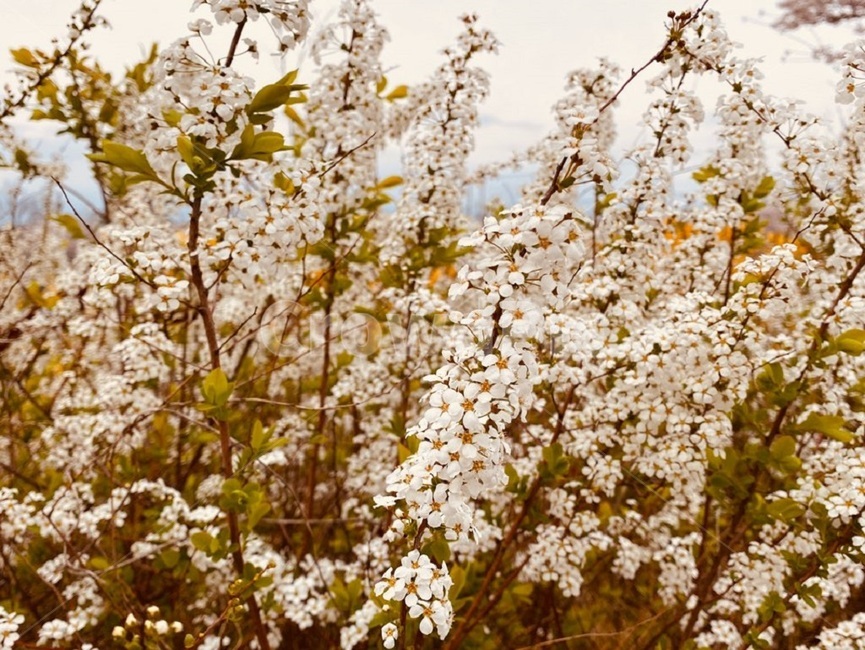 flower,들꽃,꽃,따뜻한,봄,산책