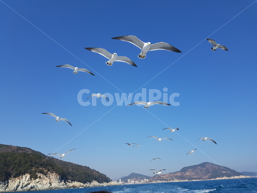 바다,갈매기,바다갈매기,푸른하늘,바다새