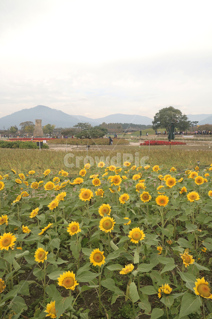 경주,첨성대,가을,해바라기,꽃,nature,자연,field,들,sunflower