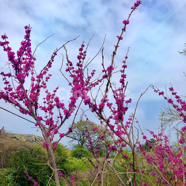 꽃,핑크,분홍,자연,시골