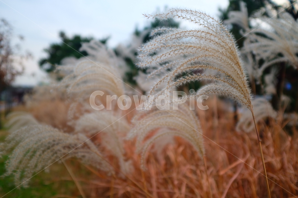 갈대,가을,자연,공원,식물,식물,자연,plants,nature