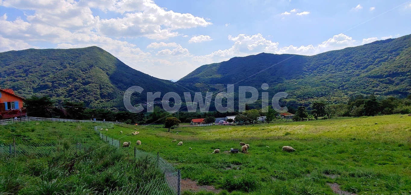 nature,자연,field,들,목장