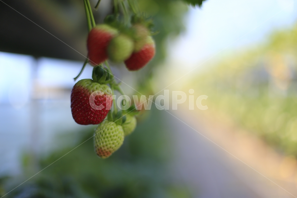 딸기,과일,열매,빨강,fruit,strawberry,nature,red,과실,농장,농작물,빨간,빨강색,맛있는,맛있다,싱싱한,음식,식재료,요리,food,cook,meal,dishes,food reserves,과일,열매,fruit,채소,야채,vegetables