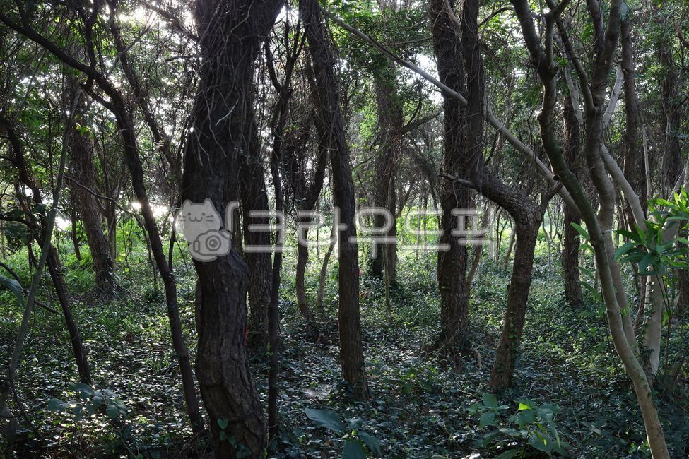 forest,tree,jeju island,Recreational forest,Hallasan Natural Recreation Forest