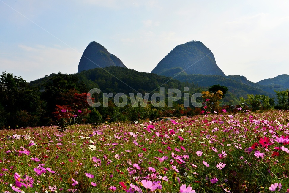 전북,진안,마이산,농업,농사,경작,가을,계절,nature,자연,outdoors,옥외,field,들,코스모스,코스모스꽃,꽃밭,자연,풍경,nature,landscape