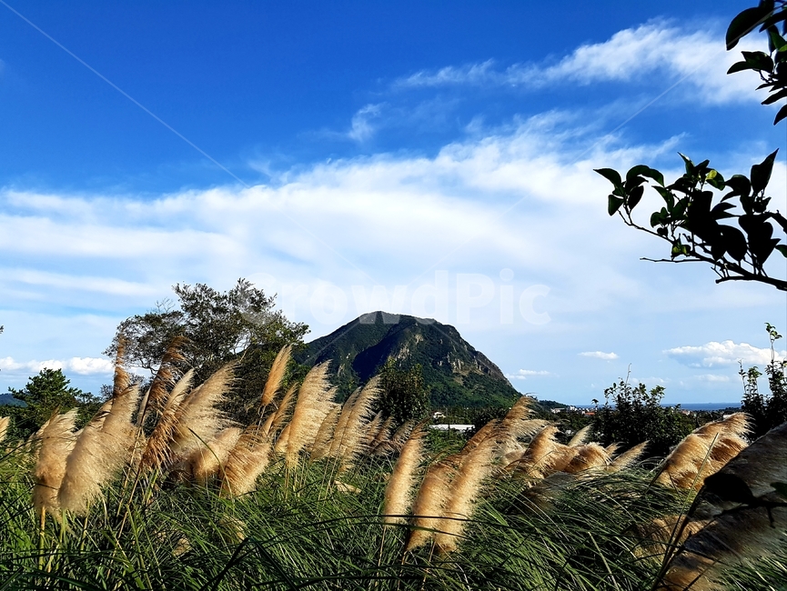 갈대,하늘,가을,산방산,reed,autumn,fall,sky,sanbangsan