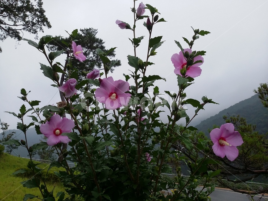 꽃,식물,flower,plant,무궁화,식물,자연,plants,nature,꽃,flower