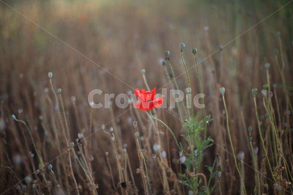 꽃,식물,동백꽃,감성,감성사진,식물,자연,plants,nature,꽃,flower,감성,sensible,feeling