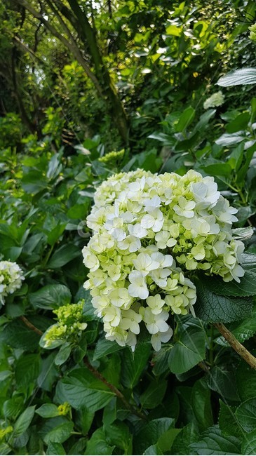 꽃,식물,수국,자연,5월