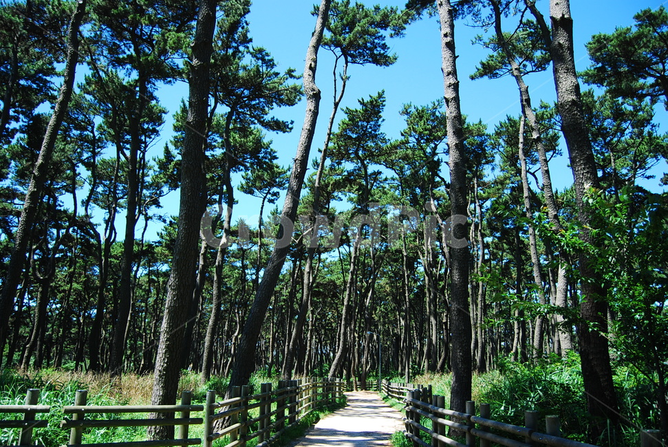 자연,바다,풍경,여름,대왕암,자연,풍경,nature,landscape,한국자연풍경,한국자연경관,korea nature landscape,식물,plants,나무,trees,wood