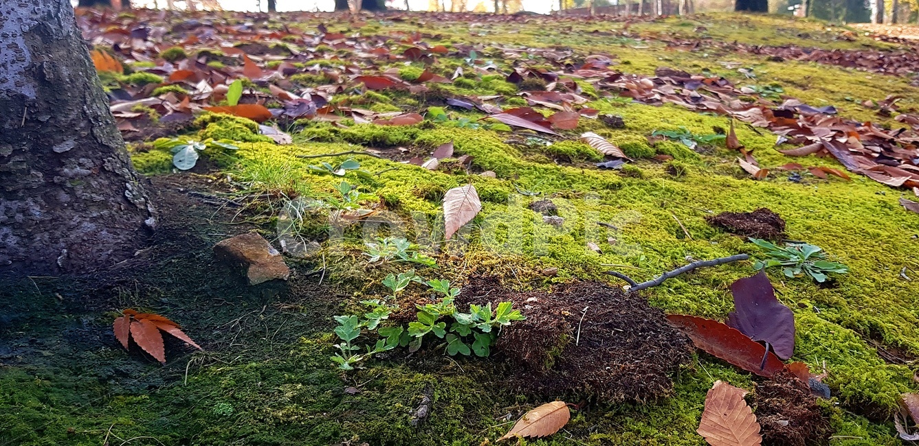 이끼,식물,낙엽,잎,풀,가을,가을,계절,fall,autumn,season,식물,자연,plants,nature