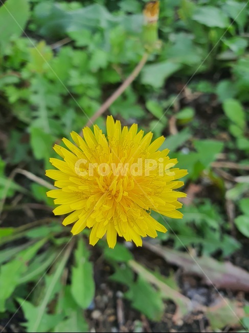 식물,꽃,민들레,자연,노란꽃,식물,자연,plants,nature,꽃,flower