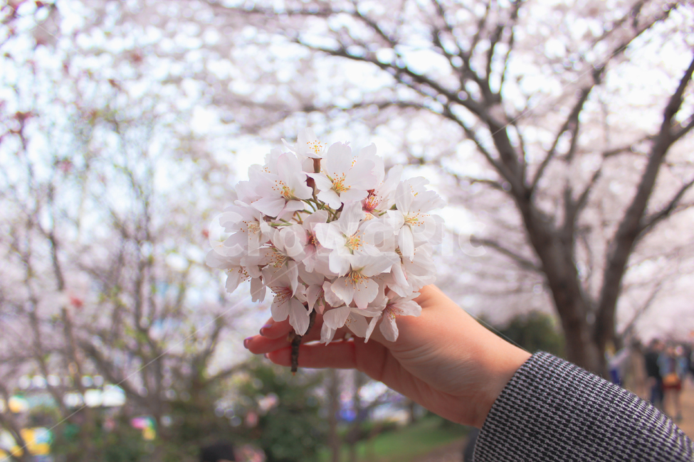 봄,벚꽃,꽃,blossom,spring,flower
