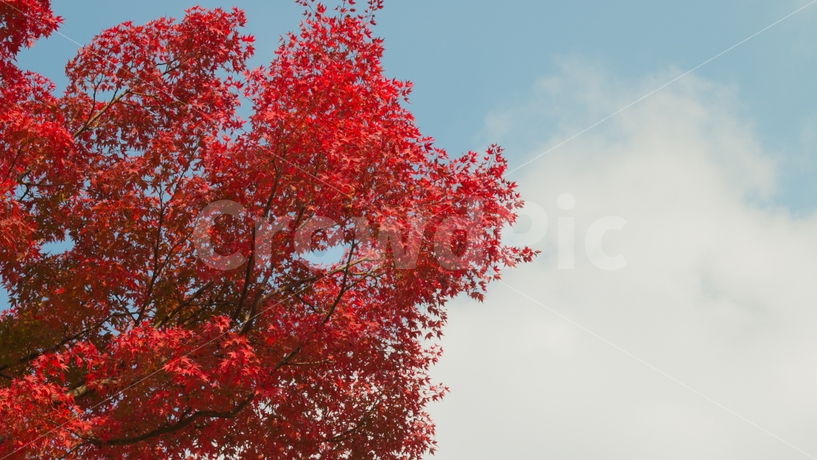 단풍,가을단풍,가을하늘,단풍나무,붉은,붉은색단풍,가을나무,가을,계절,fall,autumn,season,식물,자연,plants,nature,나무,trees,wood,tree,plant,leaf,잎,maple