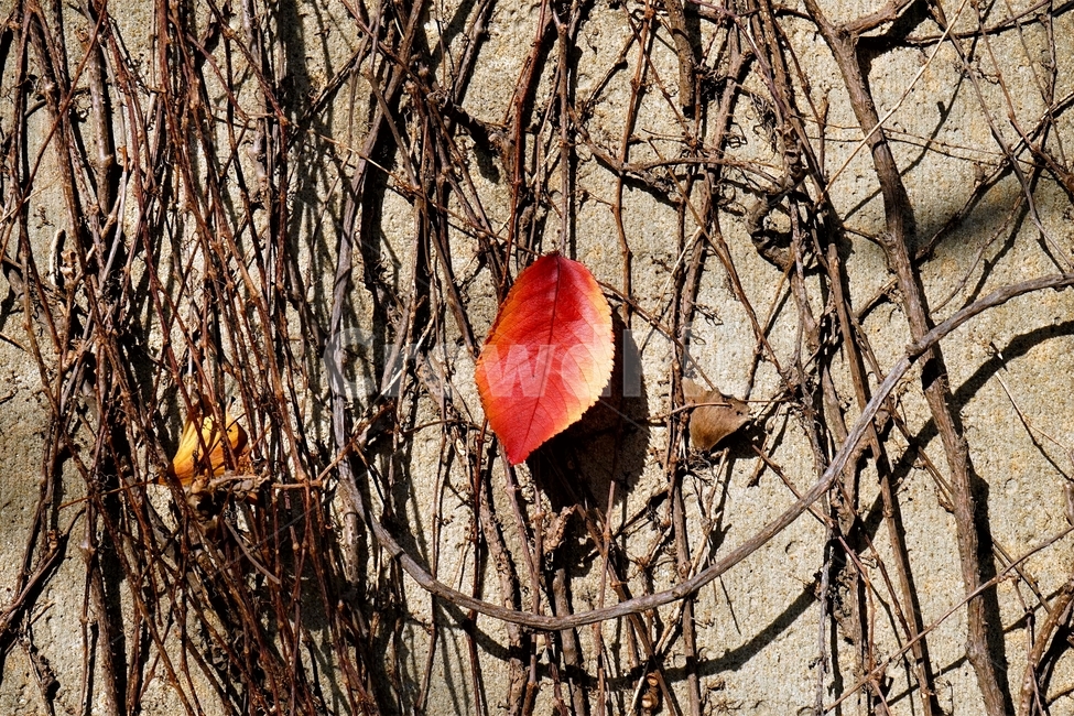 가을,담쟁이,단풍,잎,계절,autumn,fall,ivy,fallenleaf,가을배경,배경화면,월페이퍼,식물,가을감성,패턴,배경용,가을,계절,fall,autumn,season,plant,식물,leaf,tree,나무