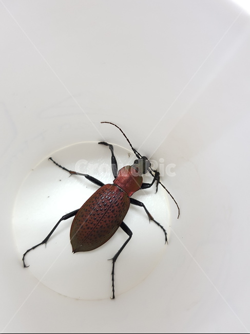 딱정벌레,홍단딱정벌레,damastersmaragdinus,갑충,beetle,동물,animal,곤충,벌레,insect,bug