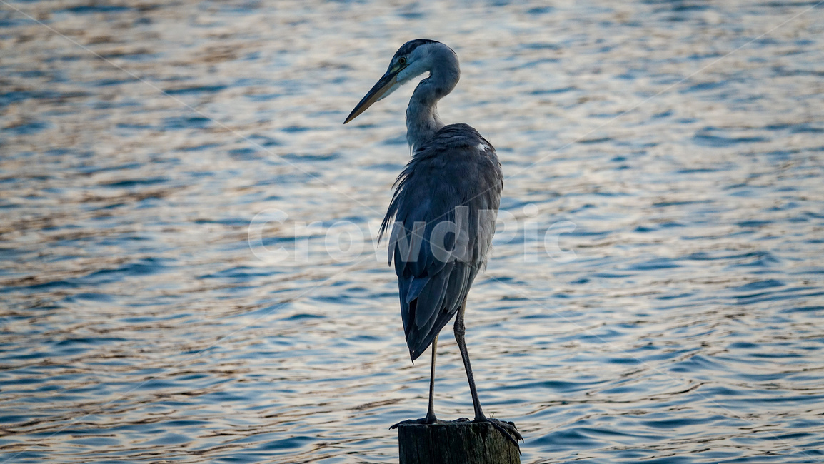 새,흑두루미,두루미,bird,crane