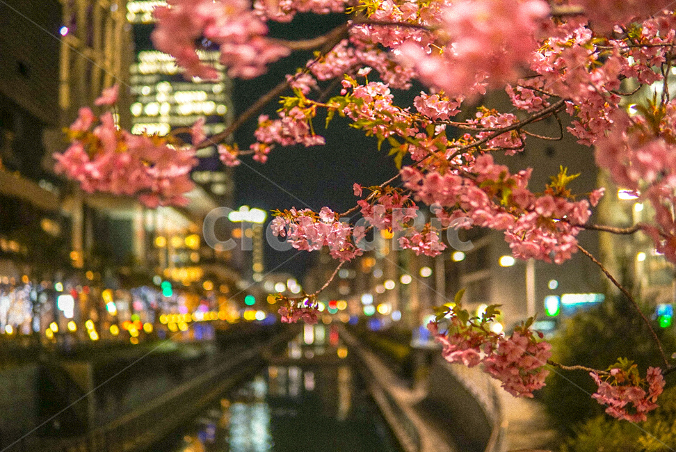 야경,벚꽃,일본,도쿄,봄,야경,밤,풍경,nightscape,night,landscape,도시,city,식물,자연,plants,nature,꽃,flower,감성,sensible,feeling