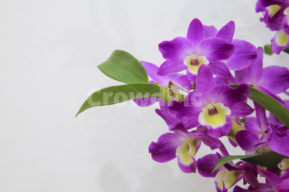 보라빛꽃,식물,꽃,대비,봄,색감,계절,spring,season,자연,plants,nature,flower,감성,sensible,feeling,색깔,색상,색채,colorsense