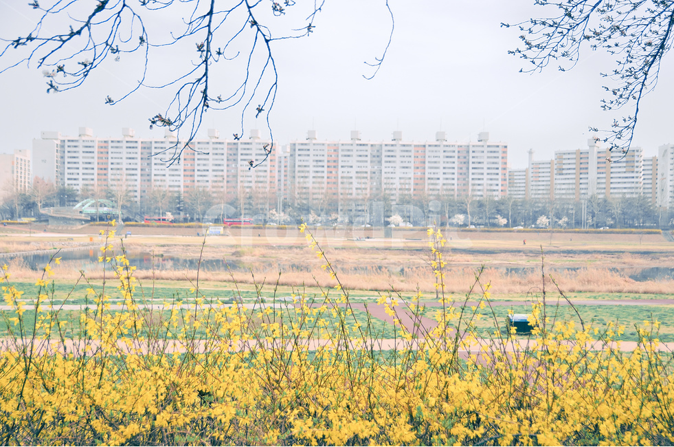 개나리,꽃,벚꽃,봄,꽃구경,나들이,산책,갑천,대전,하천,아파트,잔디,spring,flower,cherryblossom,stroll,river,grass,봄,계절,spring,season,도시,풍경,city,landscape,한국도시풍경,한국도시경관,korea cityscape,감성,sensible,feeling