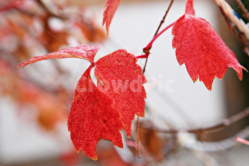 단풍,낙엽,가을,잎,식물,자연,계절,감성,색,색감,넝쿨식물,공원,가을,계절,fall,autumn,season,leaf,plant