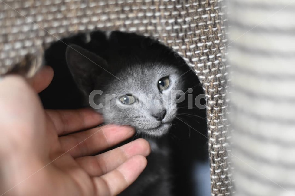 반려동물,고양이,러시안블루,애완동물,가족,동물,animal,포유류,mammal,고양이,cat,kitten,kitty