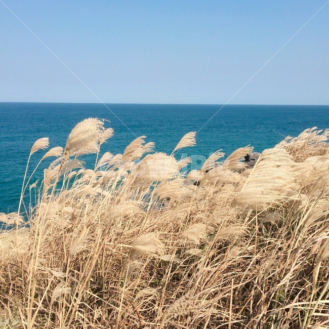 바다,갈대,하늘,자연,sea,reed,sky,nature