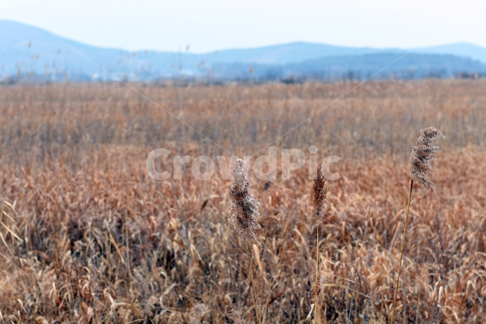 갈대,갈대밭,우음도,겨울갈대,길,풍경,강아지풀,겨울,계절,winter,season,식물,자연,plants,nature