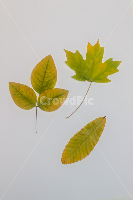 단풍,단풍잎,나뭇잎,가을,잎,낙엽,식물,autumn,leaf,leaves,maple,fall,plant,계절,season