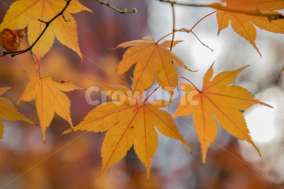 가을,나무,단풍,노랑,물든,가을,계절,fall,autumn,season,plant,식물,leaf,잎,tree