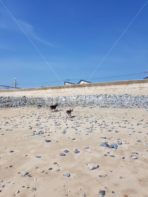 강아지,바다,펜션,발자국,산책,풍경,행복,요크셔테리어,해변,바다,beach,sea