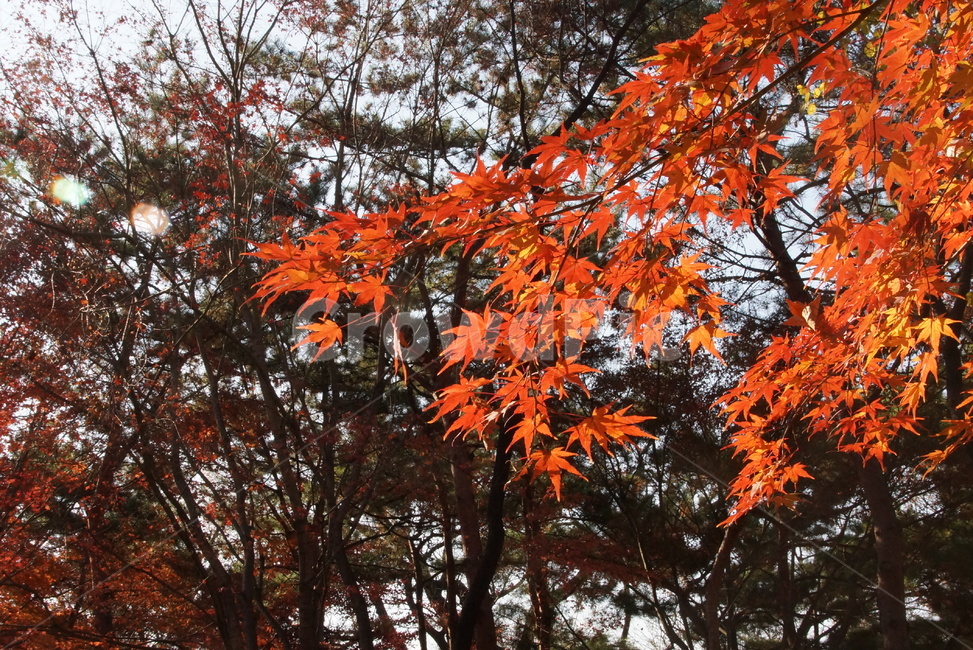 단풍,maple,나무,tree,잎,leaf,가을,계절,fall,autumn,season,plant,식물